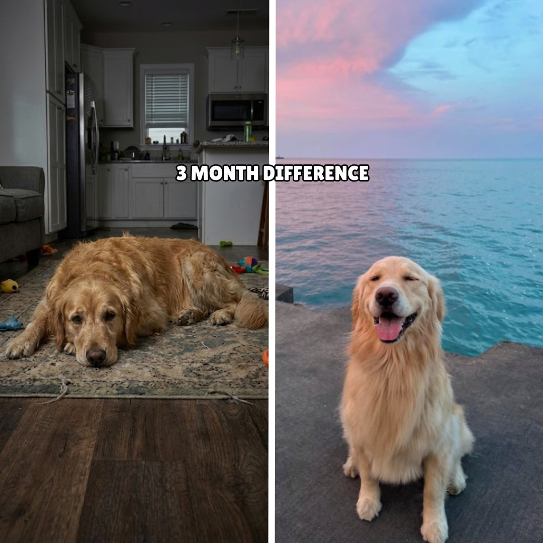 DoggySupps™ Taurine